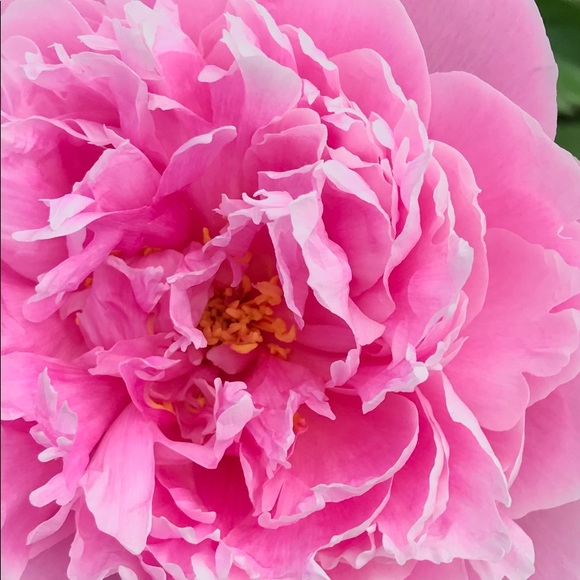 Meet your Posher, Sharon - Picture 1 of 1